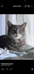 Lost Female Cat last seen Boulevard, Olympia, WA 98501