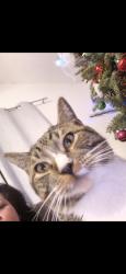 Lost Male Cat last seen Near Crystal Avenue, Concord, CA 94520
