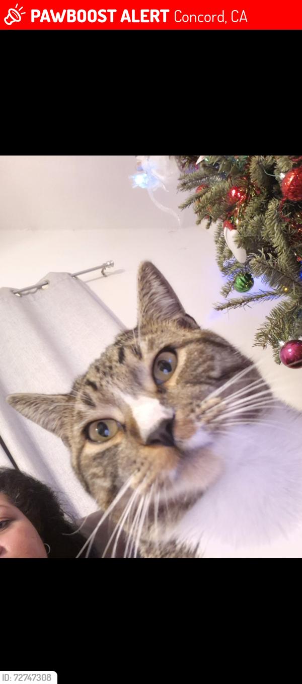 Lost Male Cat last seen Near Crystal Avenue, Concord, CA 94520