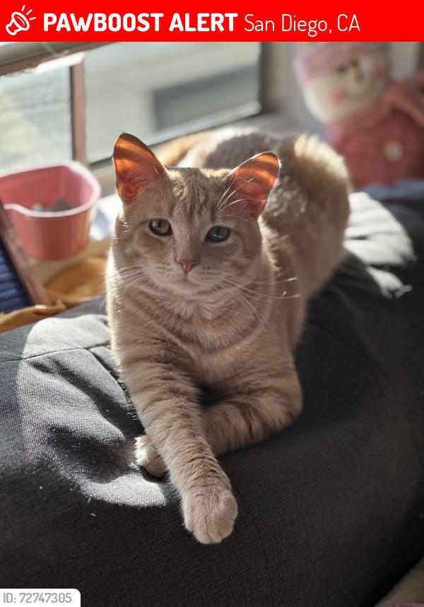 Lost Male Cat last seen Shamrock St , San Diego, CA 92105