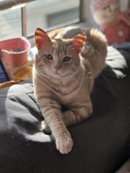 Lost Male Cat last seen Shamrock St , San Diego, CA 92105