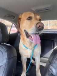 Found/Stray Male Dog last seen E 35th Street South and Kiger, Independence, MO 64055