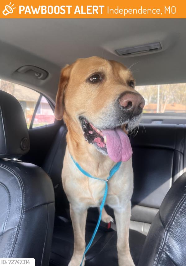 Found/Stray Male Dog last seen E 35th Street South and Kiger, Independence, MO 64055