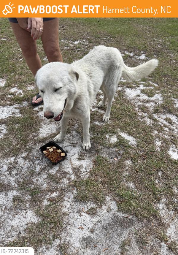 Found/Stray Male Dog last seen Calvary Church Rd, Harnett County, NC 27332