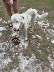 Found/Stray Male Dog last seen Calvary Church Rd, Harnett County, NC 27332