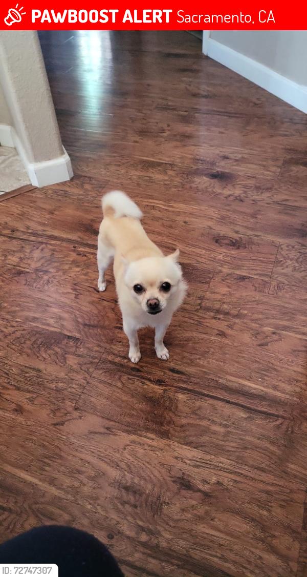 Lost Male Dog last seen Down dry creek rd in del paso heights, Sacramento, CA 95838
