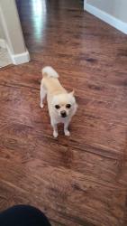 Lost Male Dog last seen Down dry creek rd in del paso heights, Sacramento, CA 95838