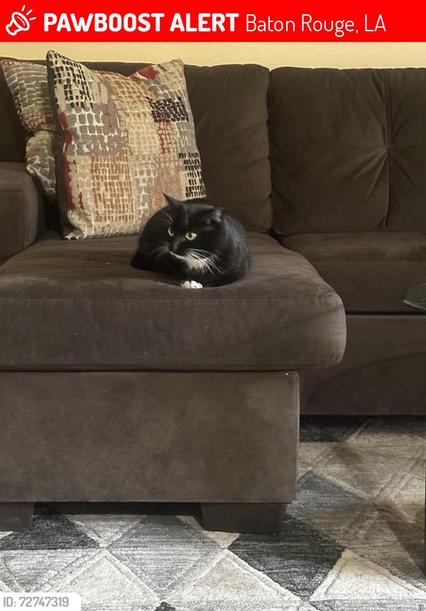 Lost Unknown Cat last seen Government st, Baton Rouge, LA 70802