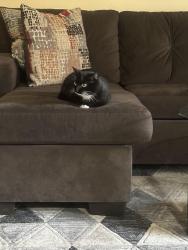 Lost Unknown Cat last seen Government st, Baton Rouge, LA 70802