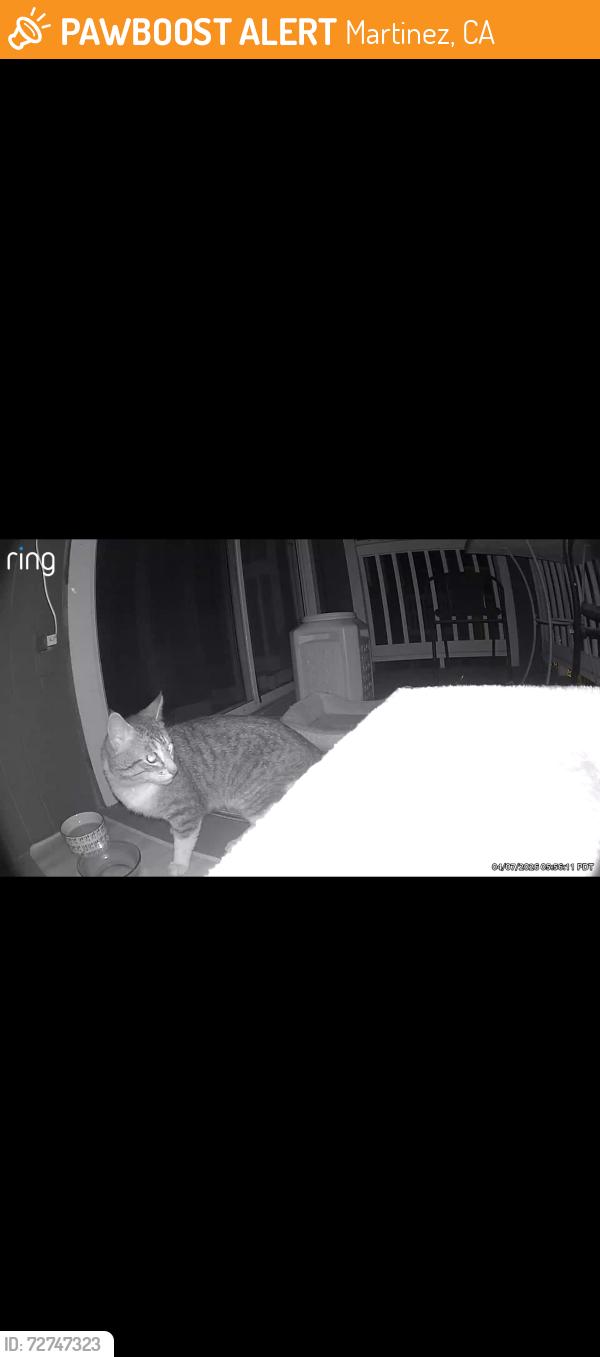 Found/Stray Male Cat last seen On our balcony at the Hayden apmts on Morello ave, Martinez, CA 94553