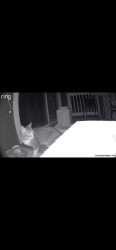 Found/Stray Male Cat last seen On our balcony at the Hayden apmts on Morello ave, Martinez, CA 94553