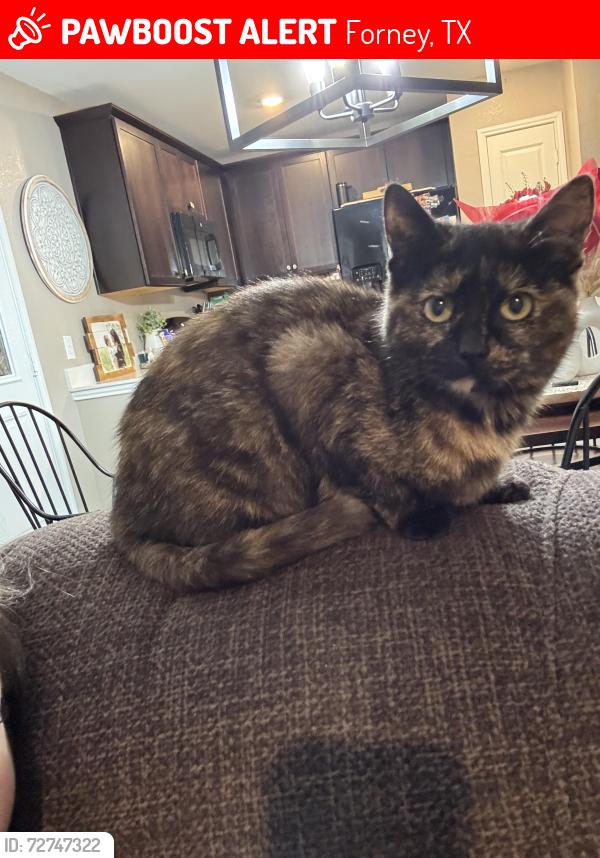 Lost Female Cat last seen Unbridled Dr forney, tx, Forney, TX 75126