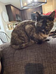 Lost Female Cat last seen Unbridled Dr forney, tx, Forney, TX 75126