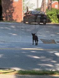 Found/Stray Unknown Dog last seen Hill Street/West Bessemer, Greensboro, NC 27408