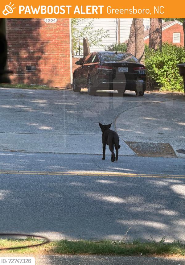 Found/Stray Unknown Dog last seen Hill Street/West Bessemer, Greensboro, NC 27408
