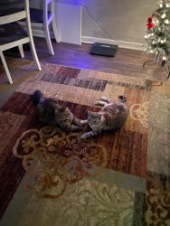 Lost Male Cat last seen Haywood mall, Greenville, SC 29607
