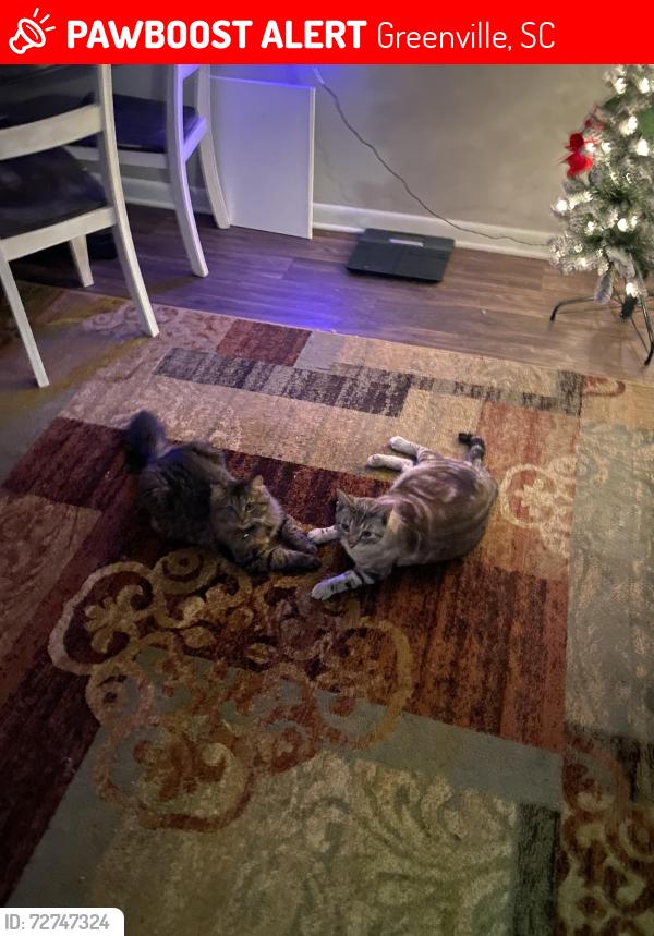 Lost Male Cat last seen Haywood mall, Greenville, SC 29607