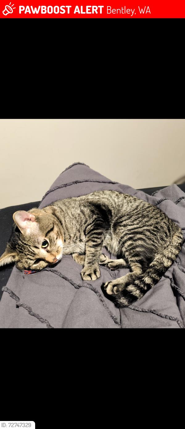 Lost Male Cat last seen Lord street, Farnham Street. Bentley, Bentley, WA 6102