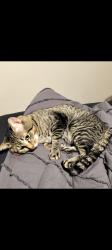 Lost Male Cat last seen Lord street, Farnham Street. Bentley, Bentley, WA 6102