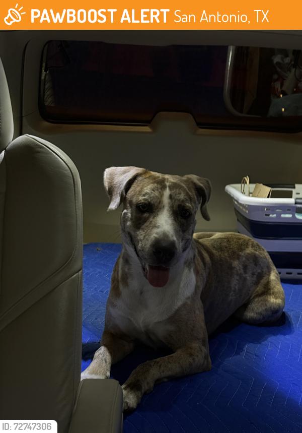 Found/Stray Male Dog last seen Point Bluff and Roger’s Ranch Parkway, San Antonio, TX 78258