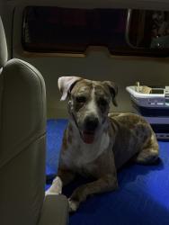 Found/Stray Male Dog last seen Point Bluff and Roger’s Ranch Parkway, San Antonio, TX 78258