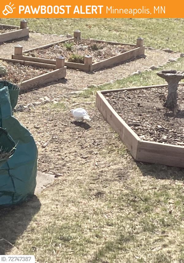Found/Stray Unknown Bird last seen 71st and Janell, Minneapolis, MN 55428