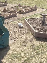 Found/Stray Unknown Bird last seen 71st and Janell, Minneapolis, MN 55428