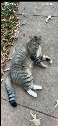 Lost Male Cat last seen Amity hill rd , Statesville, NC 28677