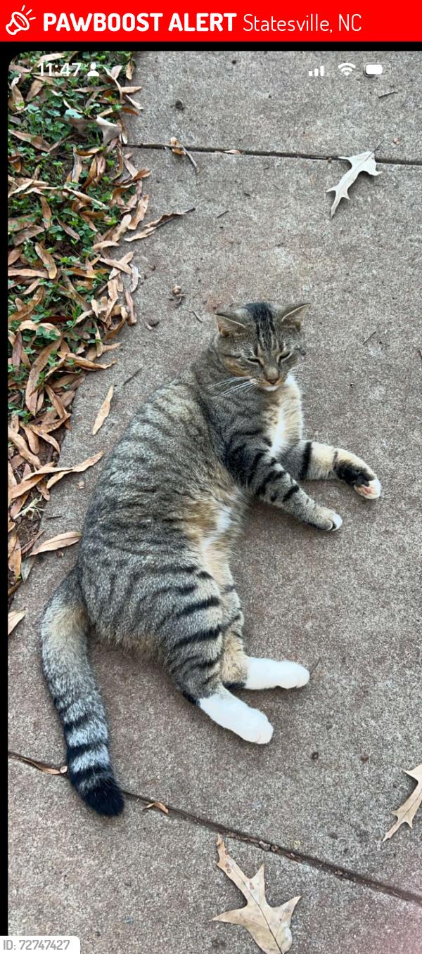 Lost Male Cat last seen Amity hill rd , Statesville, NC 28677