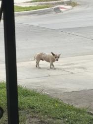 Found/Stray Male Dog last seen By Mclean Middle School, Fort Worth, TX 76109