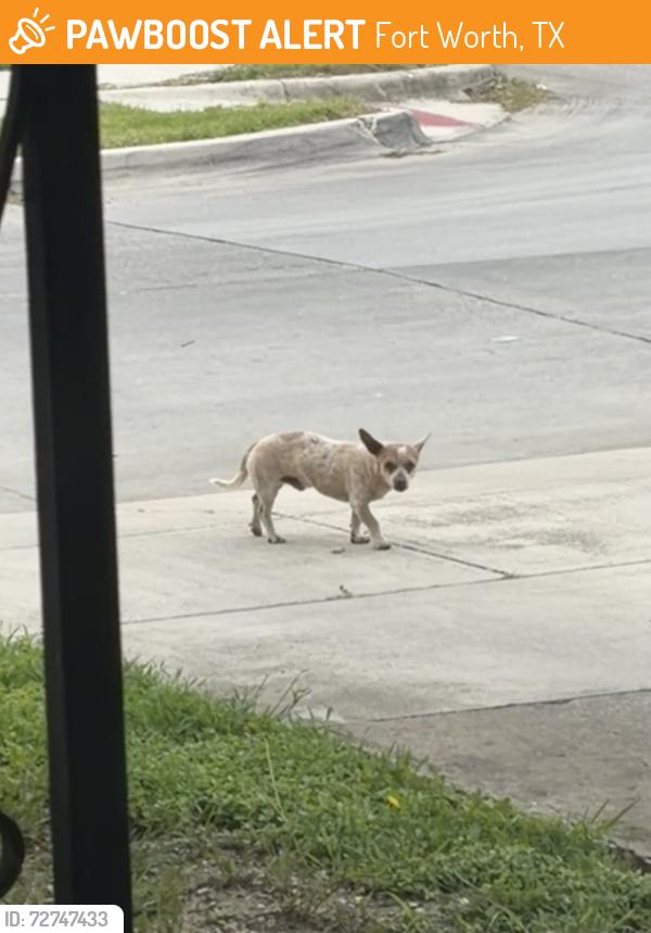 Found/Stray Male Dog last seen By Mclean Middle School, Fort Worth, TX 76109