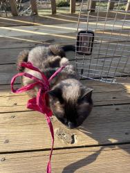 Lost Female Cat last seen Mission Road, Overland Park, KS 66207