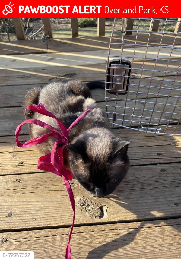Lost Female Cat last seen Mission Road, Overland Park, KS 66207