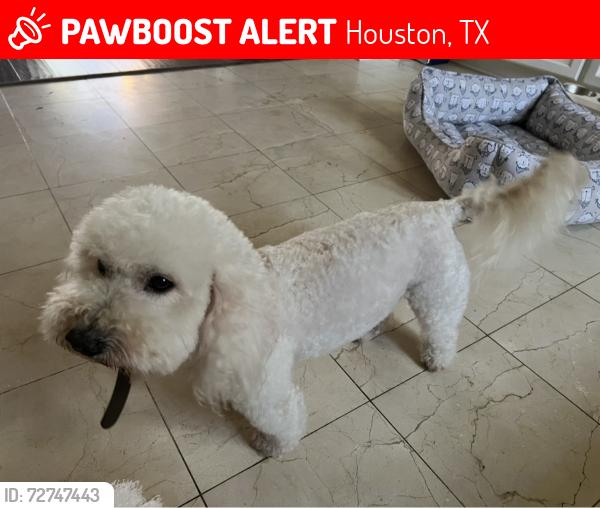Lost Male Dog last seen Normandy St., Houston, TX 77015