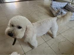 Lost Male Dog last seen Normandy St., Houston, TX 77015