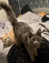 Lost Male Cat last seen Grosbeak Dr Hoschton, GA 30548, Gwinnett County, GA 30548