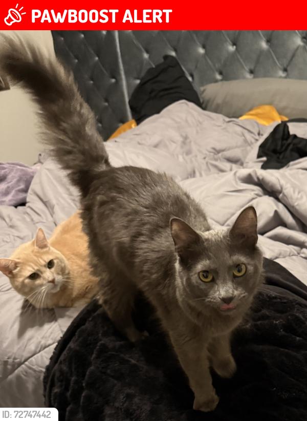 Lost Male Cat last seen Grosbeak Dr Hoschton, GA 30548, Gwinnett County, GA 30548