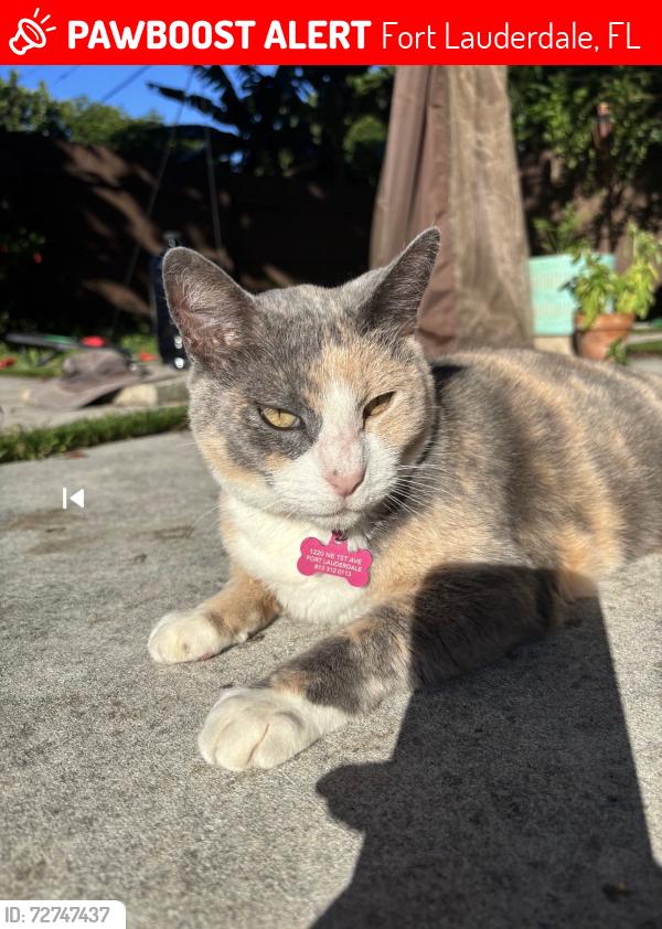 Lost Female Cat last seen Near street and Northeast first avenue fort lauderdale, Fort Lauderdale, FL 33301