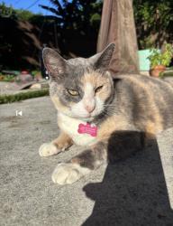 Lost Female Cat last seen Near street and Northeast first avenue fort lauderdale, Fort Lauderdale, FL 33301