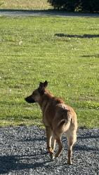 Found/Stray Unknown Dog last seen Nearest running creek church rd , Stanly County, NC 28097