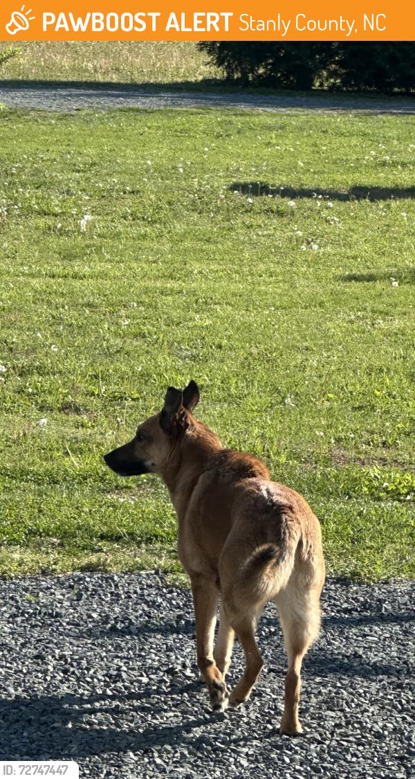 Found/Stray Unknown Dog last seen Nearest running creek church rd , Stanly County, NC 28097