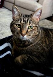 Lost Female Cat last seen Custer and Vriginia, McKinney, TX 75072