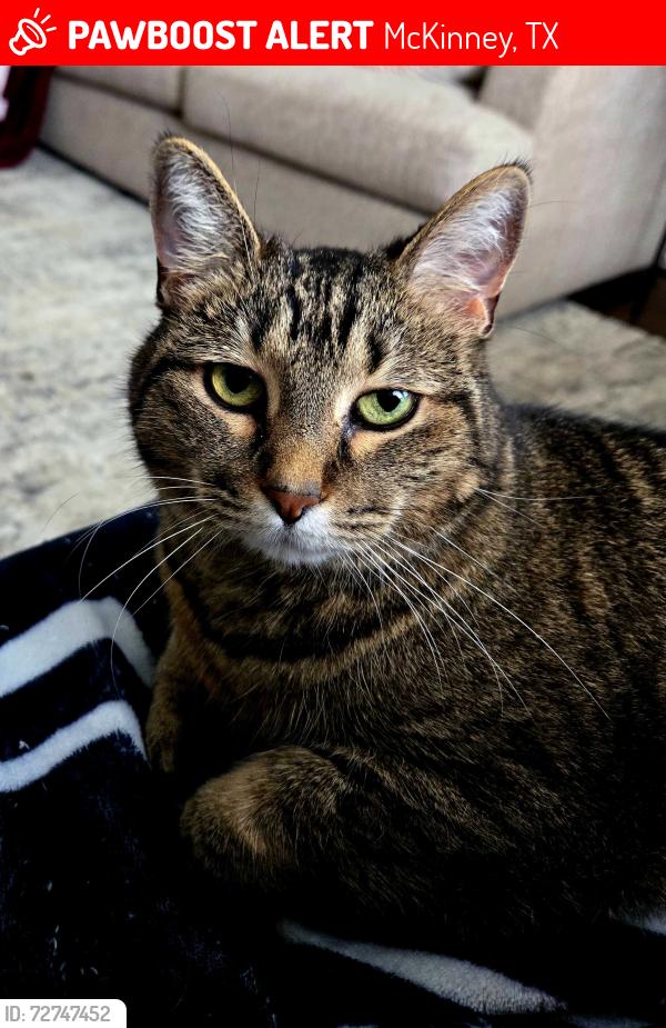 Lost Female Cat last seen Custer and Vriginia, McKinney, TX 75072