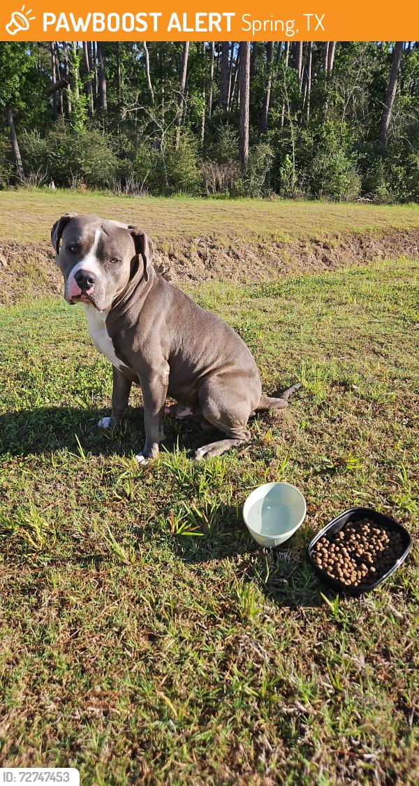 Found/Stray Male Dog last seen Canyon dawn dr, spring , Spring, TX 77373