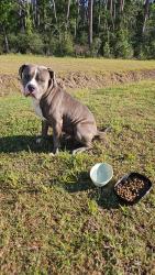 Found/Stray Male Dog last seen Canyon dawn dr, spring , Spring, TX 77373