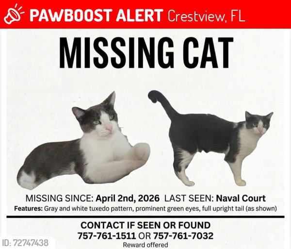 Lost Male Cat last seen Naval ct, Crestview, Crestview, FL 32539