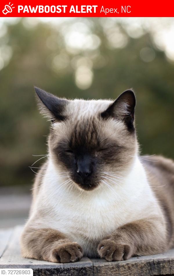 Lost Male Cat last seen Near E Goodwin Road, Apex NC, Apex, NC 27502
