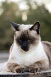Lost Male Cat last seen Near E Goodwin Road, Apex NC, Apex, NC 27502
