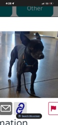Lost Male Dog last seen Wichita and morris, Wichita, KS 67213