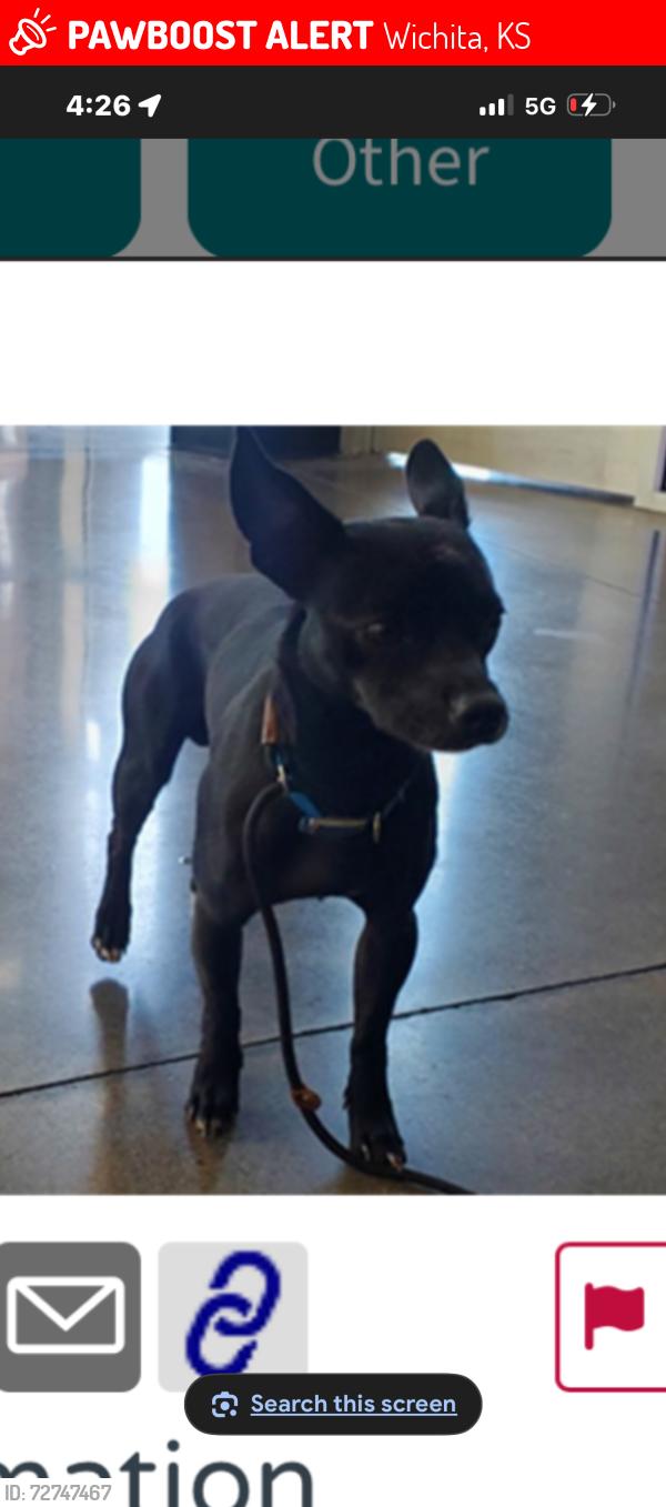 Lost Male Dog last seen Wichita and morris, Wichita, KS 67213
